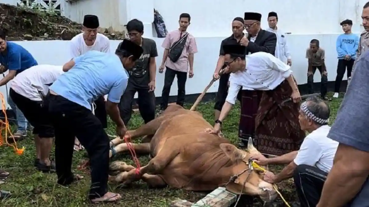 Cerita Sutiono Terkapar Ditendang Sapi Ngamuk, Hari Idul Adha Terpaksa Terbaring di Rumah Sakit