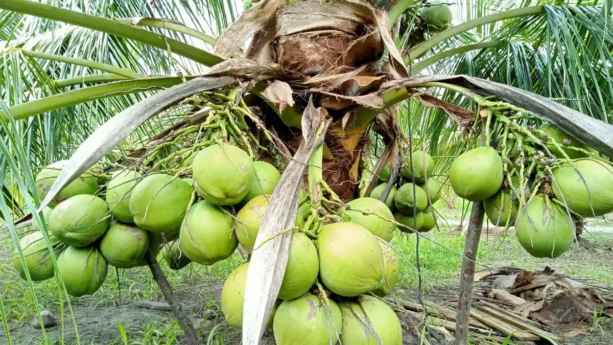 Bido, Kelapa Terpendek di Dunia Jadi Hak Kekayaan Intelektual Morotai