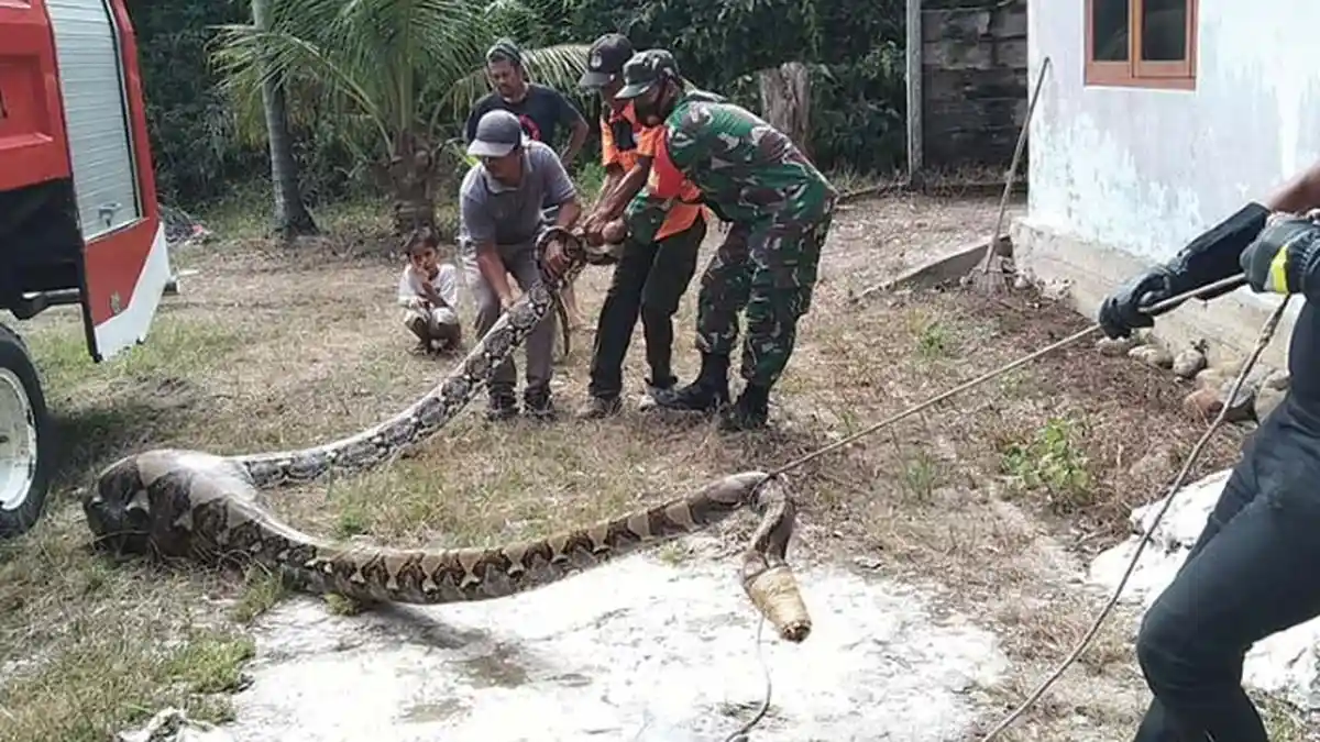 Ular Piton Mangsa Kambing Imam Masjid, Evakuasi Libatkan Mobil Pemadam Kebakaran