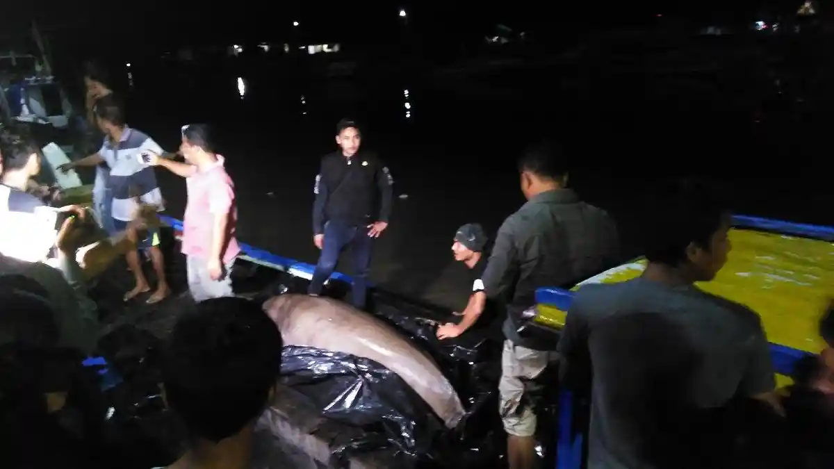 Yayasan GML Tebus Ikan Duyung Rp 8 Juta Lalu Lepas ke Laut