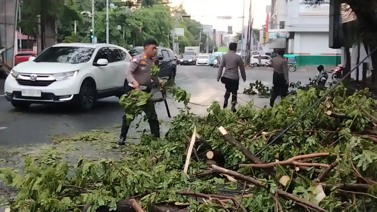 Kronologi Insiden Pohon Tumbang di Makassar Akibatkan Kemacetan dan Kendaraan Rusak