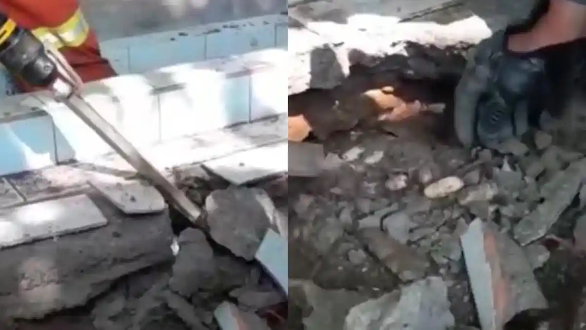 Detik-detik Ular Kobra Ditangkap dan Telurnya Ditemukan di Area Makam, Warga Lihat Ada 20 Ekor