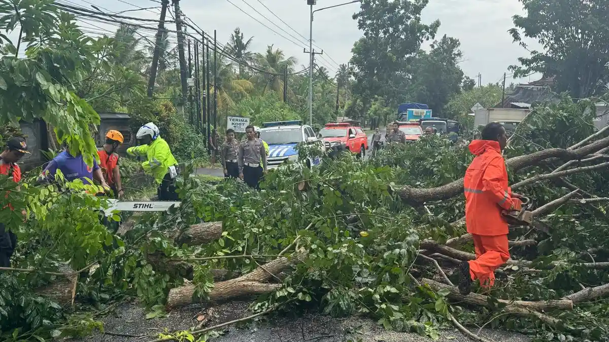 Pohon Tumbang Picu Macet 40 Menit, Terjadi di Jalur Nasional Jembrana Imbas Cuaca Ekstrem