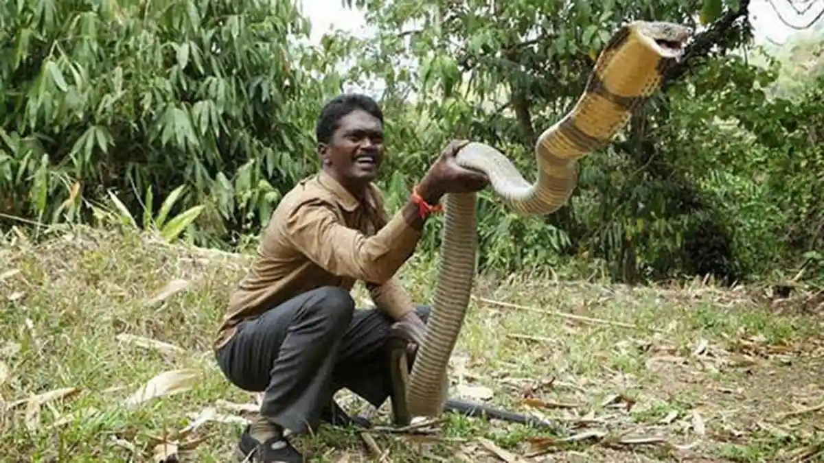 PAWANG Ular Snake Master Lolos dari Maut, Tangan Kosong Tangkap Kobra, 396 Kali Dipatuk Ular Berbisa