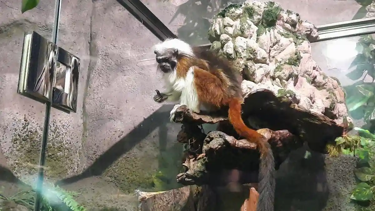 Berkenalan Dengan Cotton Top Tamarin, Salah Satu Primata Terkecil Yang Terancam Punah