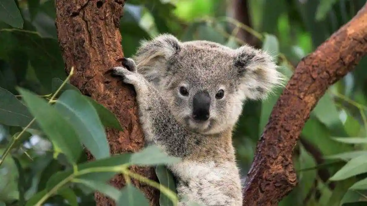 6 Hewan yang Memiliki Kantung Selain Kanguru, Ada Koala yang Bulunya Cukup Tebal dan Lembut