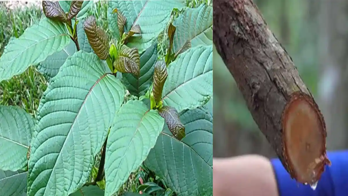 BNN Keluarkan Sikap Untuk Daun Kratom, Efeknya 13 Kali dari Morfin