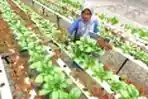 Panen Sayuran di Kebun Komunitas Griya Hijau Hidroponik