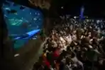 Sinterklas Menyelam dalam Pertunjukan Bawah Air Sea World