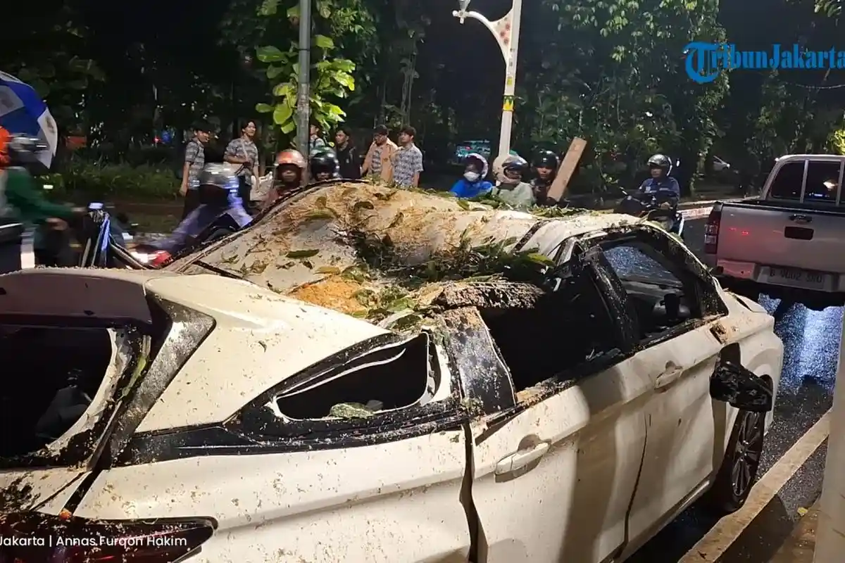 Polisi Turun Tangan Usut Kejadian Pohon Tumbang yang Tewaskan 1 Orang di Dharmawangsa Jaksel