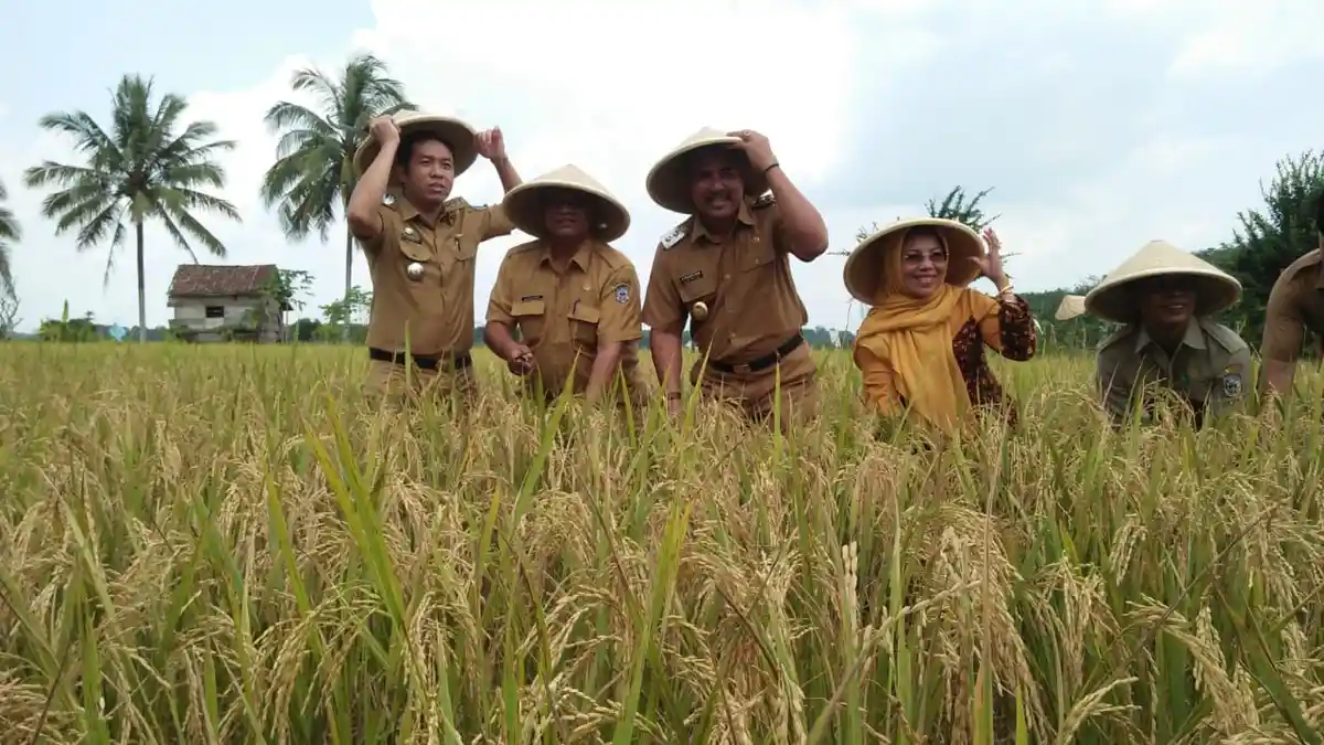 Ini Dia Yang Dimaksud Dengan Gabah, Jadi Makanan Pokok Masyarakat Indonesia