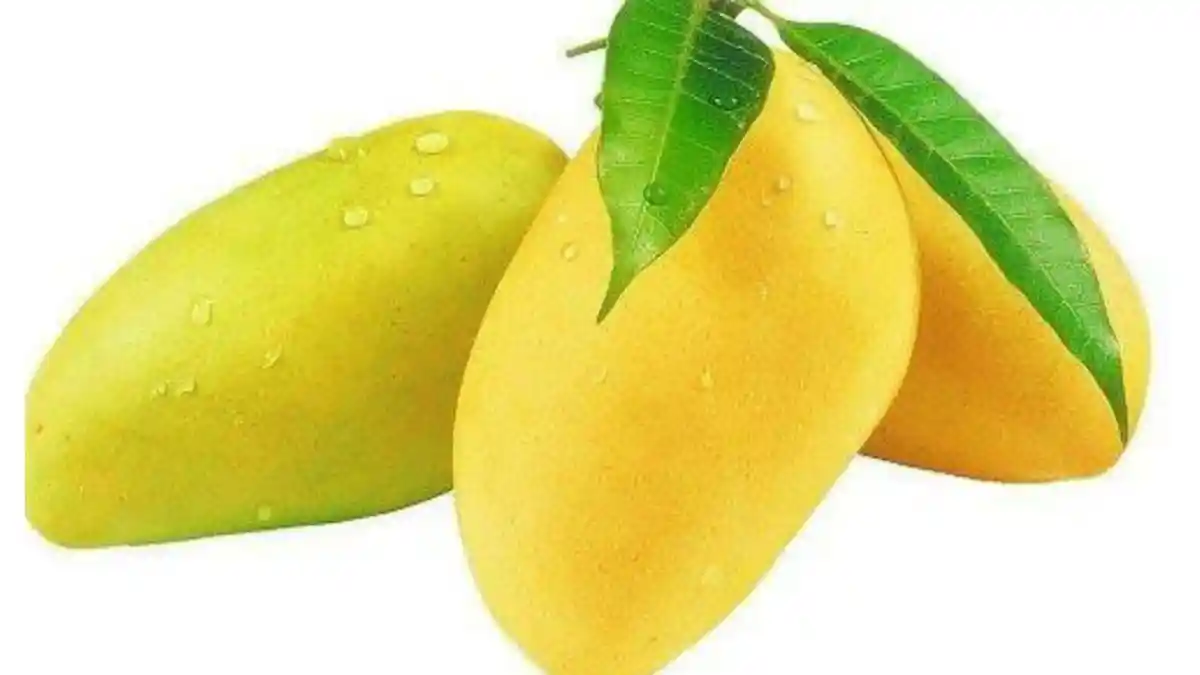 Kulit Mangga Bisa Mengurai Limbah Minyak, Peneliti Australia: Percobaan 90 Persen Berhasil