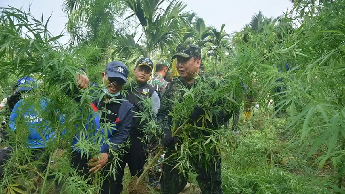 Enam Jenderal Obrak-abrik 9 Hektare Ladang Ganja di Aceh Utara, 70 Ribu Batang Dimusnahkan