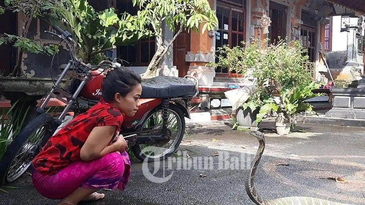 Kisah Dewi Ular Asal Tabanan Bali, Sempat Tidak Ingin Bangun Usai Tidur Bersama