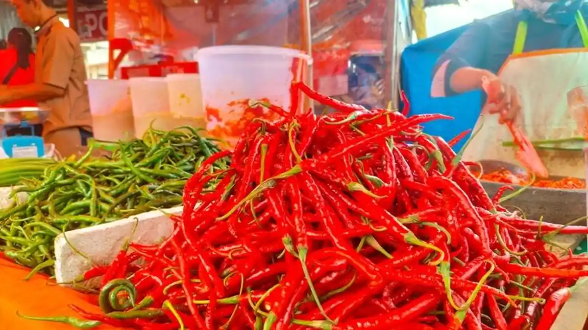 Harga Cabai Merah di Padang Panjang Dekati Harga Daging Sapi, Sudah Rp 120 Ribu per Kg