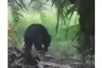 beruang-berkeliaran-di-permukiman-warga-RT-03-RW-03-Rohul.jpg