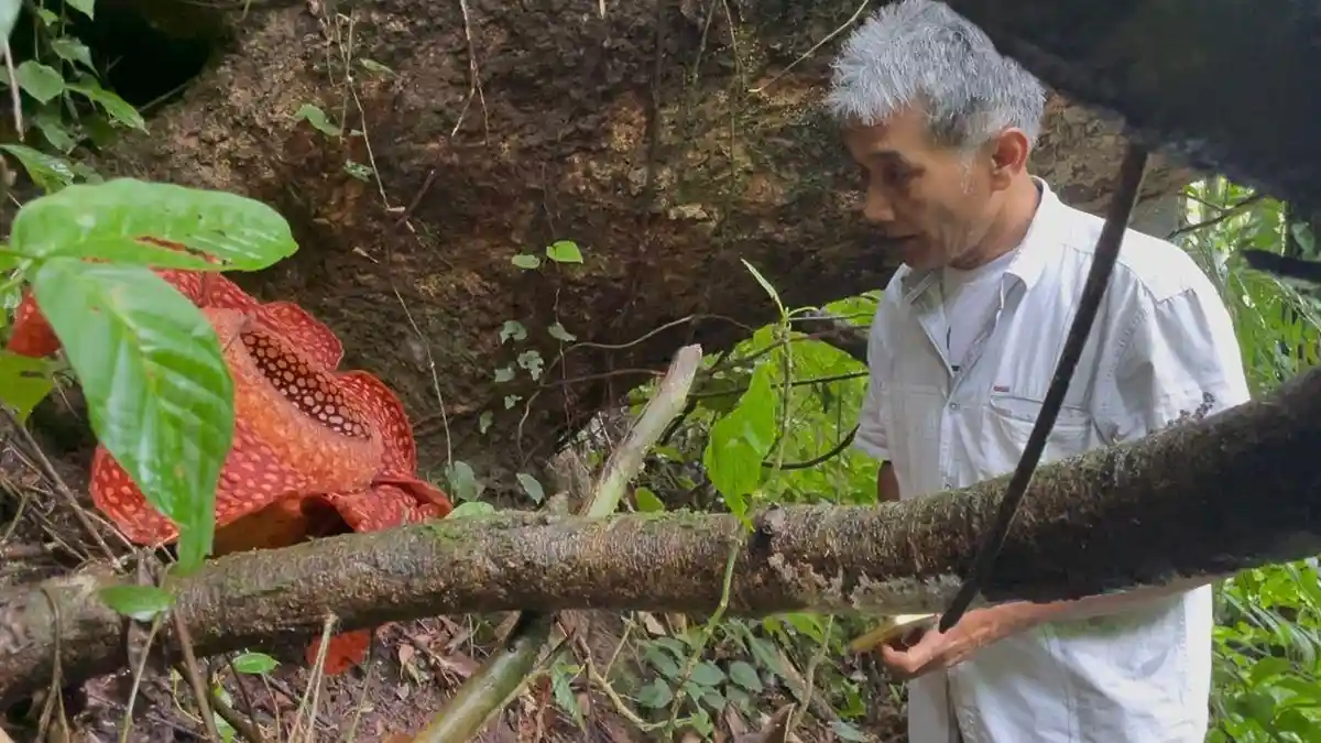 Kisah pria di Sumatra Barat merawat bunga Rafflesia arnoldii – 'Saya mendedikasikan diri untuk Rafflesia' - Tribunnews.com