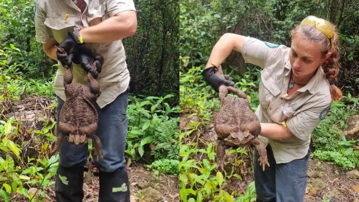 Kodok Raksasa Toadzilla Ditemukan di Hutan Australia, Beratnya Capai 2,7 Kg