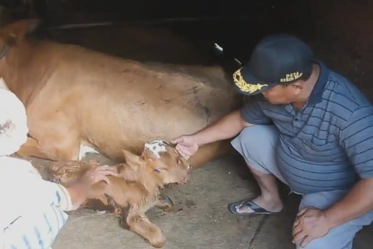 Berita Viral: Warga Takjub, Lahir Anak Sapi Berkepala Dua, Bermulut Dua, dan Bermata Tiga di Blora
