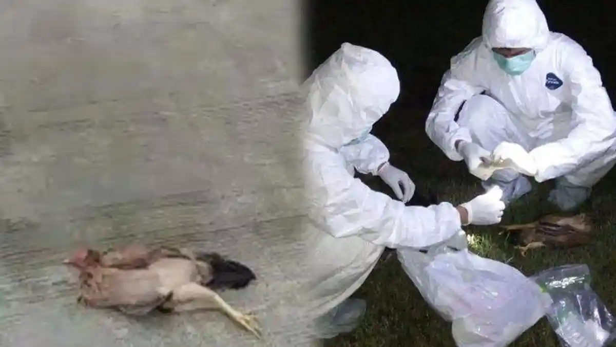 Beredar Video Hewan Mati Mendadak Serentak, Warga Penasaran, Ternyata Bukan Akibat Virus Berbahaya
