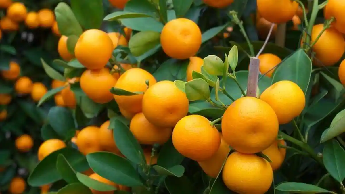 Makna Buah Jeruk di Imlek 2025 dan Jadwal Perayaan Tahun Ini