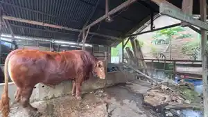 sapi-prabowo-1652025.jpg