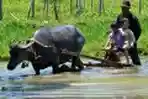 Wisata Bajak Sawah 