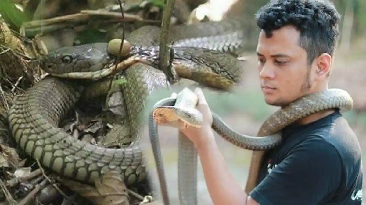 Berani dengan Ular Berbisa, Panji Petualang Ternyata Takut Kecoa, Raffi Ahmad Sampai Ngakak
