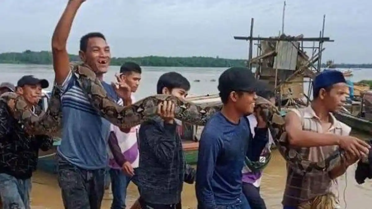 Ular Piton Raksasa Ditangkap 18 Orang  Usai Sang Monster Telan Utuh 2 Ekor Kambing Milik Warga