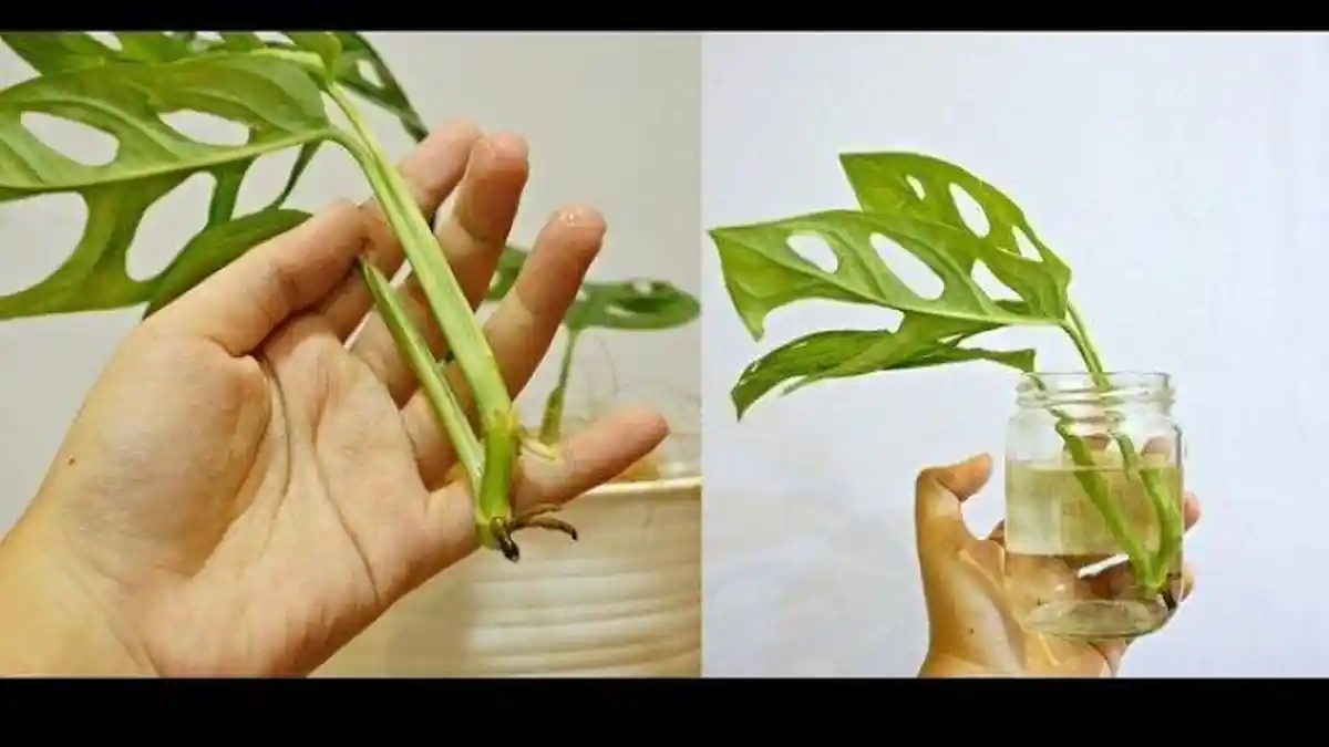 CARA Rawat Tanaman Janda Bolong Perhatikan 3 Hal Ini, Harganya Kini Meroket Setara 1 Unit Mobil