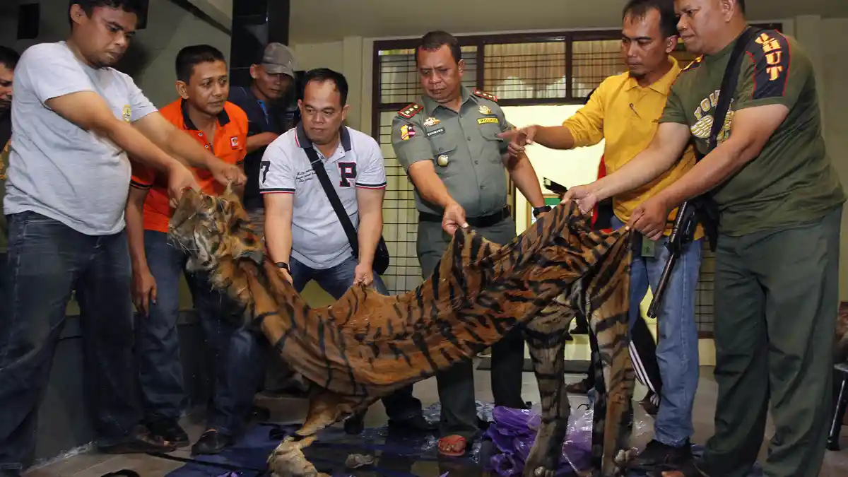 Pemburu Liar Ancam Habitat Hewan Langka di Jambi, Berikut 10 Kasus Sepanjang 2016