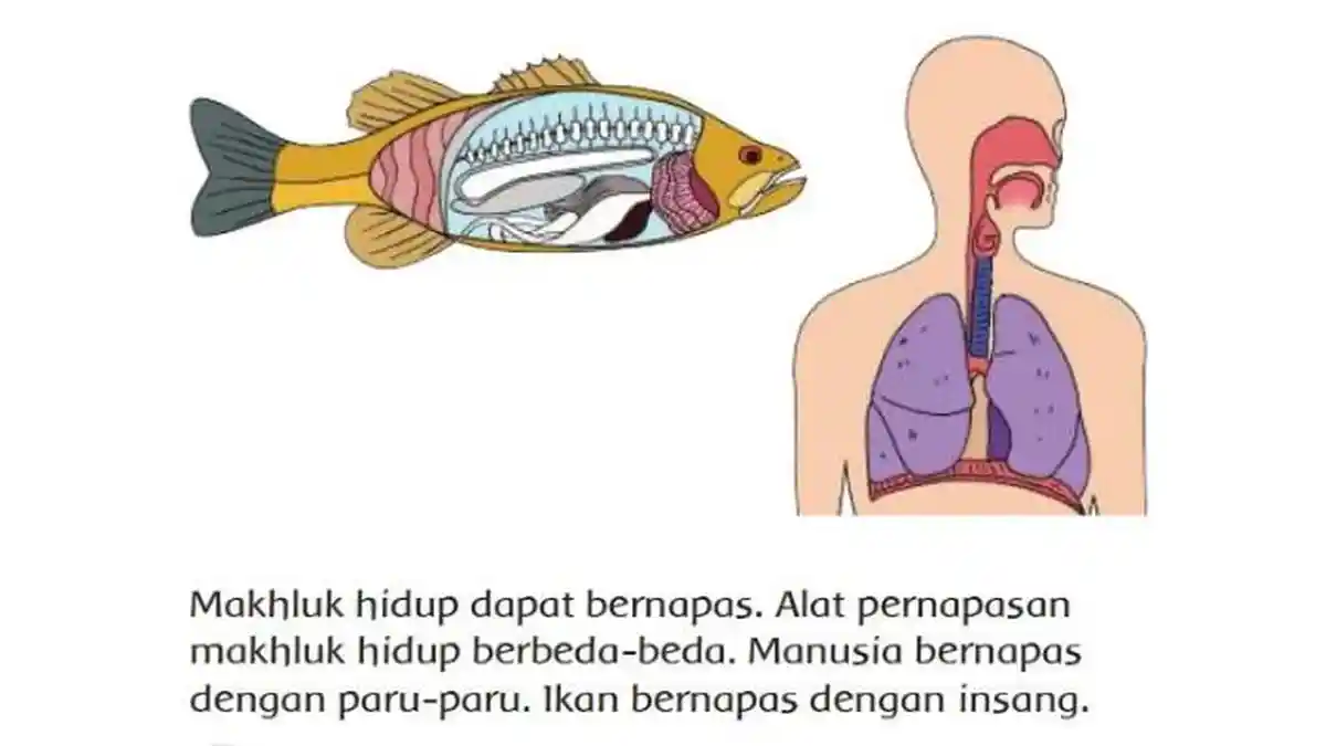 KUNCI JAWABAN Tema 1 Kelas 3 SD Halaman 11, Apakah Nama Alat Pernapasan pada Tumbuhan?
