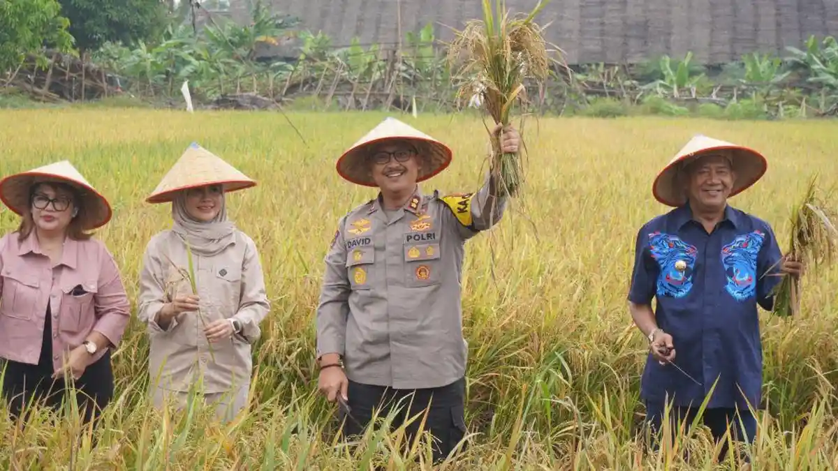 Kapolres Langkat Hadiri Panen Raya Padi di Kecamatan Hinai