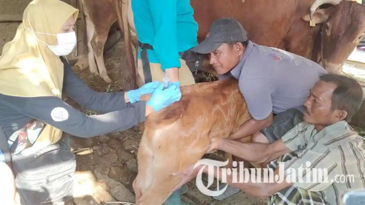 Temukan 24 Kasus LSD pada Sapi, DPKPP Kota Probolinggo Genjot Vaksinasi, Targetkan 200 Dosis Tuntas