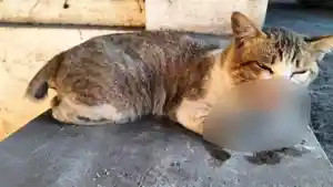 Kondisi-kucing-yang-dilaporkan-ke-Dispangtan-oleh-warga-Kota-Malang.jpg