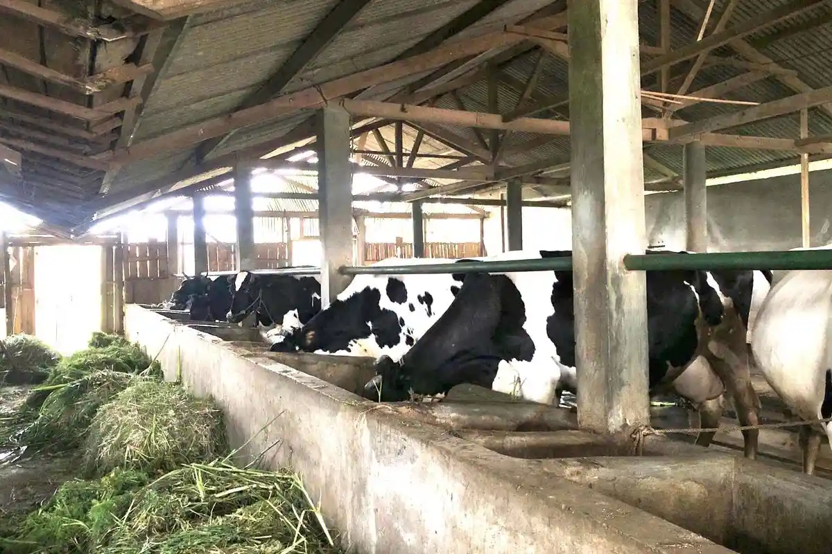 Fakta Video Aksi Buang Susu Sapi oleh Peternak di Kota Batu, Ada yang Tak Lolos Uji