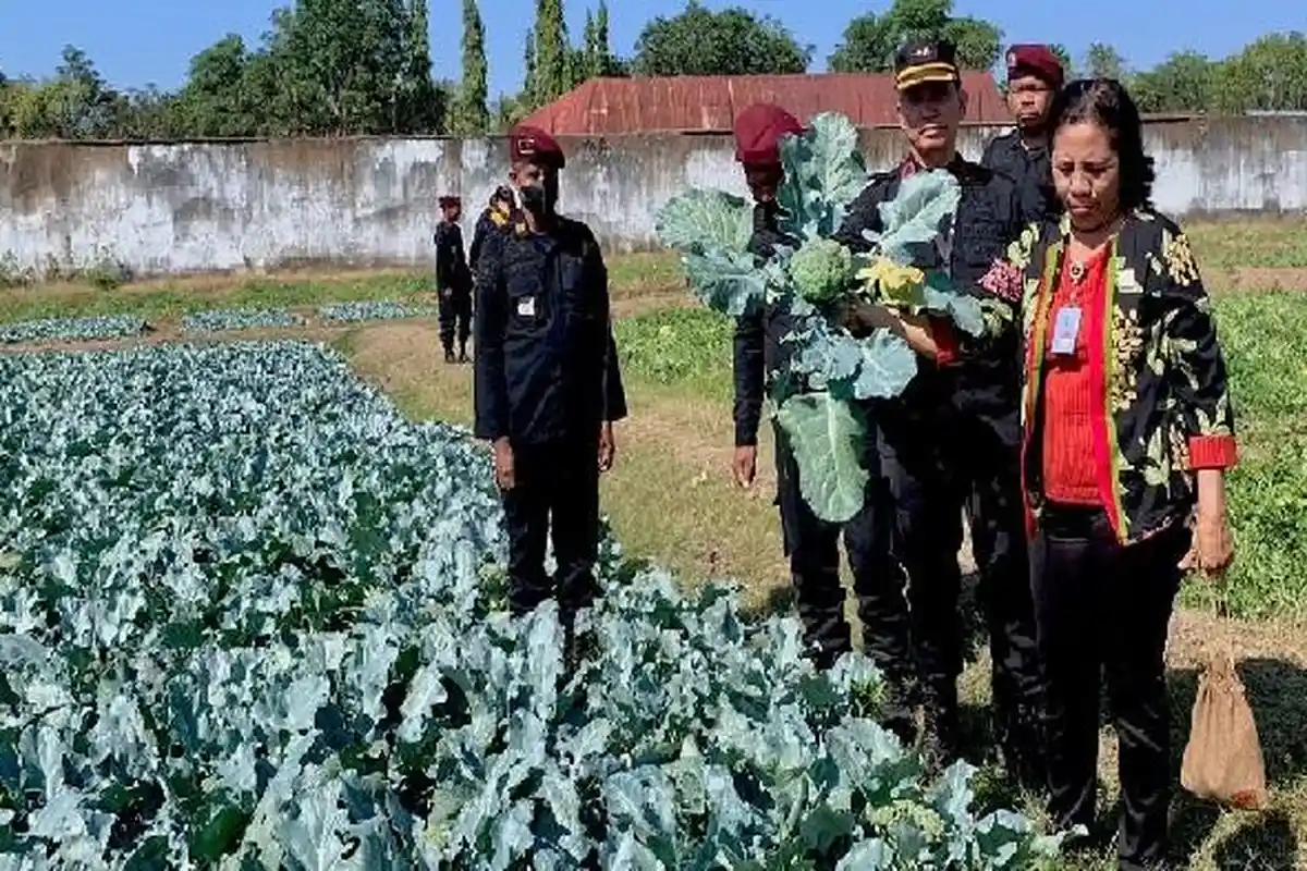 Panen Brokoli dan Semangka Hasil Kerja Warga Binaan, Kanwil Kemenkumham NTT Apresiasi Lapas Atambua