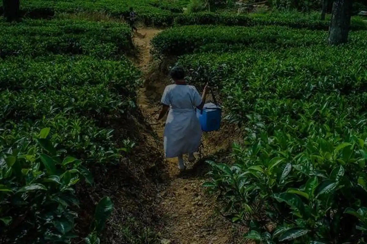 Kembar Transisi: Sri Lanka dan Timor Leste Bekerja Sama untuk Imunisasi Berkelanjutan