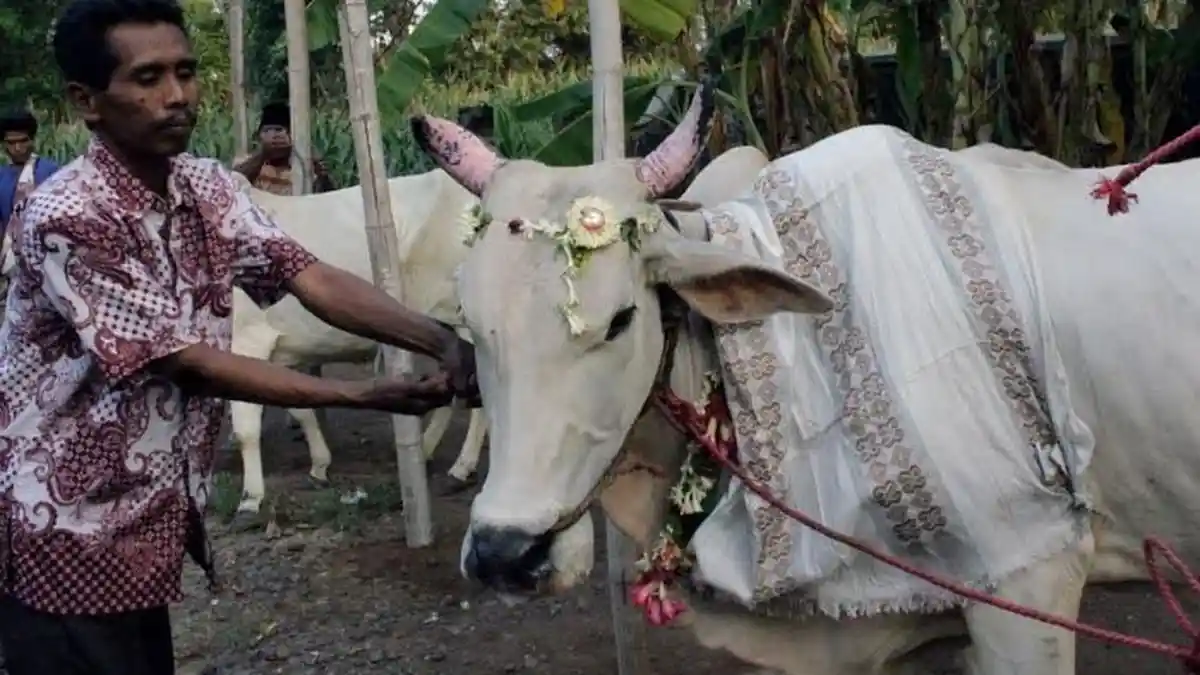 TRIBUNWIKI: 7 Tradisi Unik Iduladha di Indonesia, dari Gendong Kambing, Rias Sapi, dan Pukul Kasur