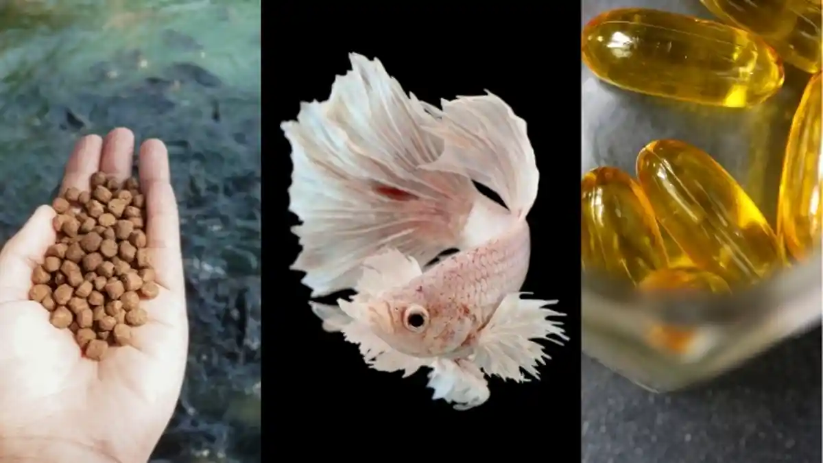 4 Jenis Makanan dan Suplemen Ikan Cupang Berkualitas Baik, Bergizi dan Kaya Protein