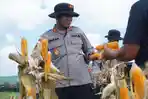 Perkuat Swasembada Pangan, Polres Lhokseumawe Panen Jagung di Simpang Keuramat