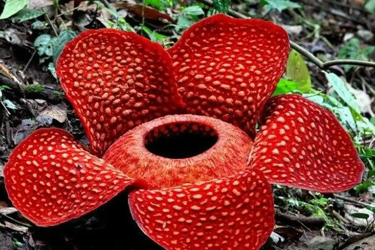 8 Tumbuhan Langka di Indonesia Terancam Punah, Bunga Bangkai hingga Daun yang Bisa Jadi Atap Rumah