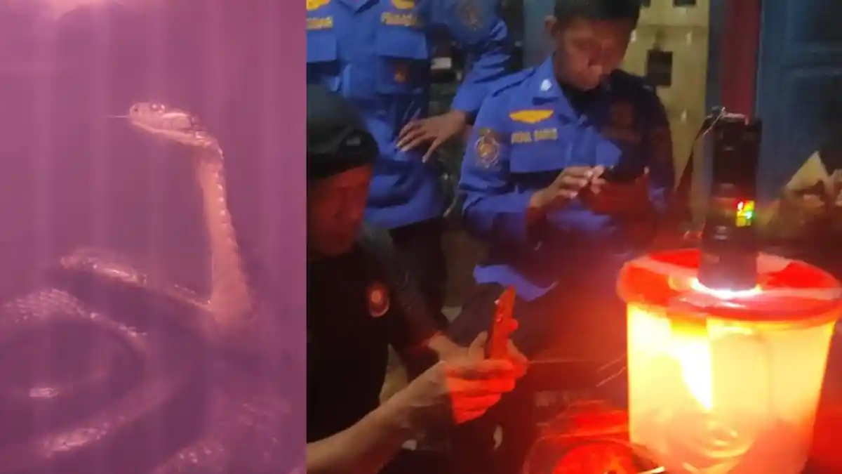 Damkar Mamuju Evakuasi Ular Kobra Terjepit di Pagar Rumah Warga Rangas