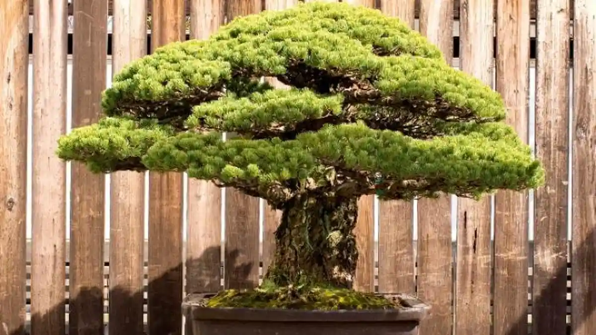 Ada Kisah Mengejutkan Dibalik Bonsai Berusia Ratusan Tahun Ini