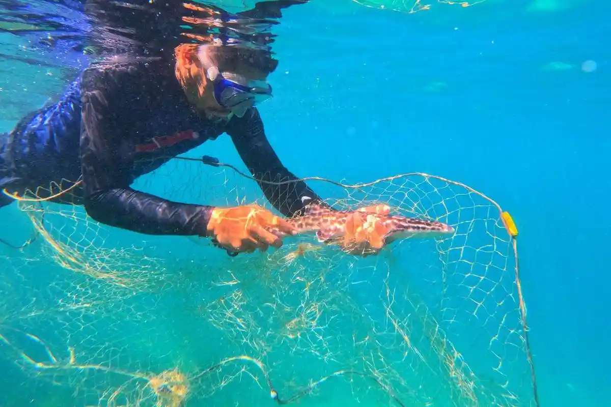 Relawan Angkat Pukat di Kawasan Perlindungan Terumbu Karang di Larantuka, Selamatkan 1 Hiu Tokek