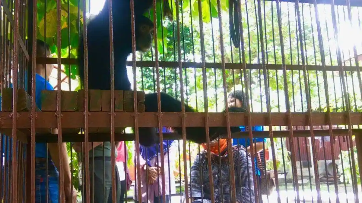 Sepasang Owa Dilindungi Diserahkan ke BBKSDA