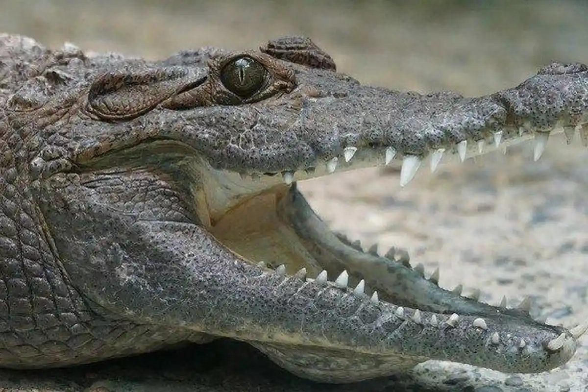 Lengan Lelaki di Bangka Selatan Ini Putus Akibat Disambar Buaya saat Cari Ikan di Sungai