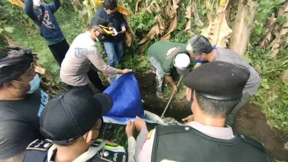 Seekor Buaya Muara yang Sempat Meresahkan Para Pemancing di Gianyar Ditemukan Mati