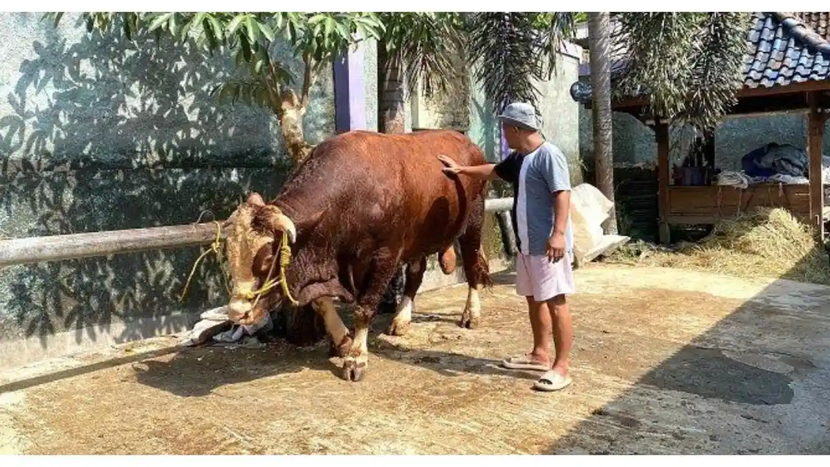 Supardiono Siap Kurban Sapi 1,<strong></strong>5 Ton untuk Prabowo
