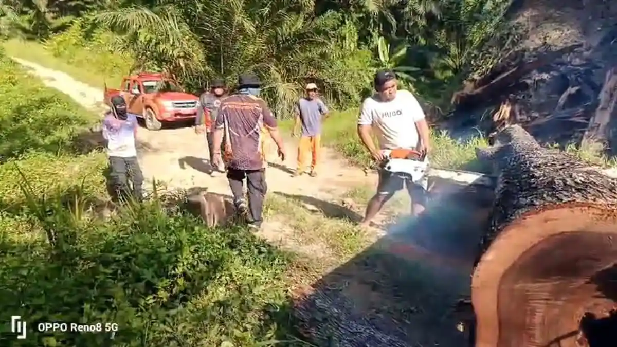 Angin Puting Beliung Tumbangkan Pohon Besar di Bambalamotu Pasangkayu